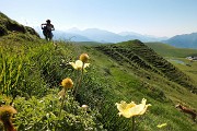 10 Pulsatilla alpina sulfurea